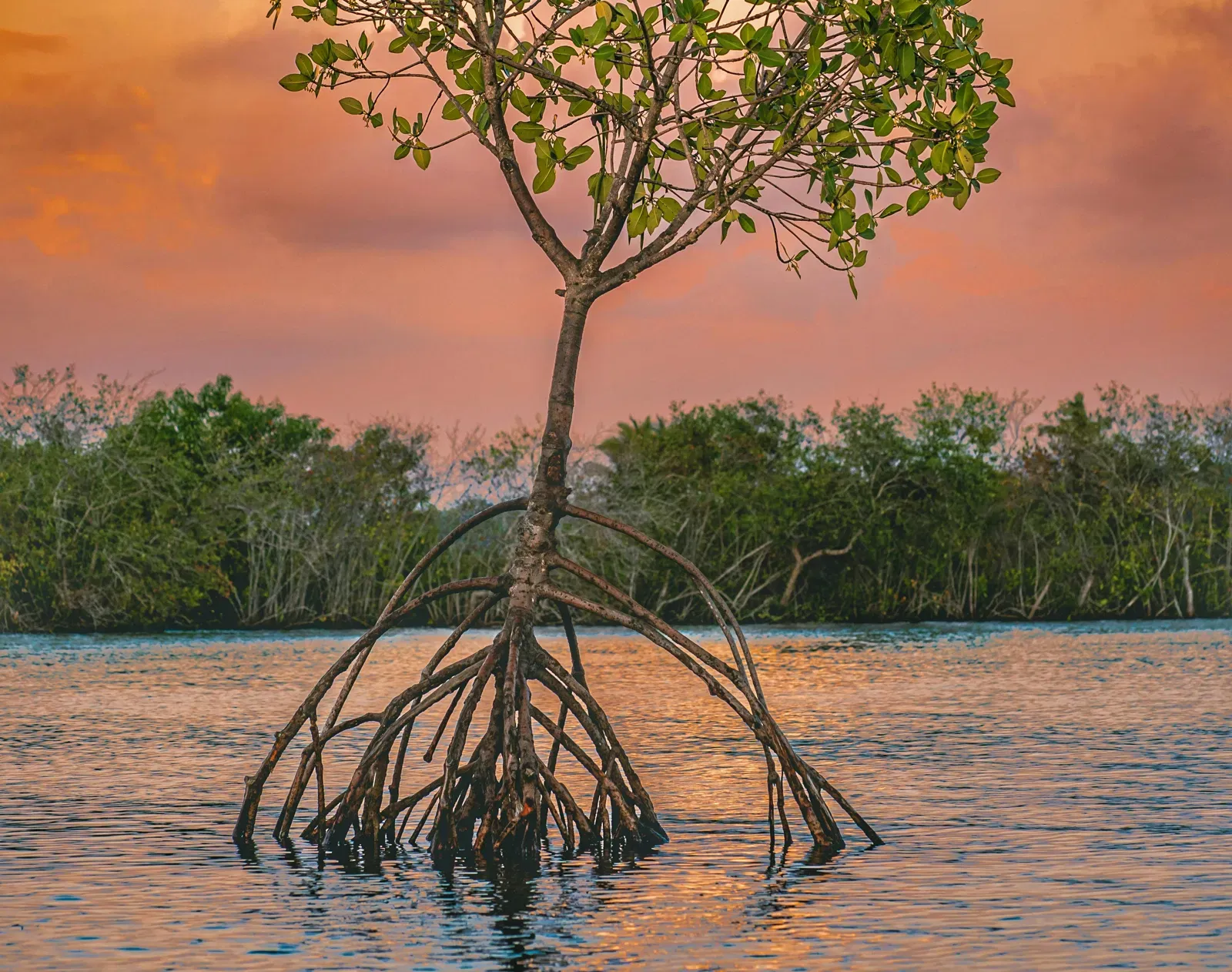 A mangrove tree in the lake at golden hour.